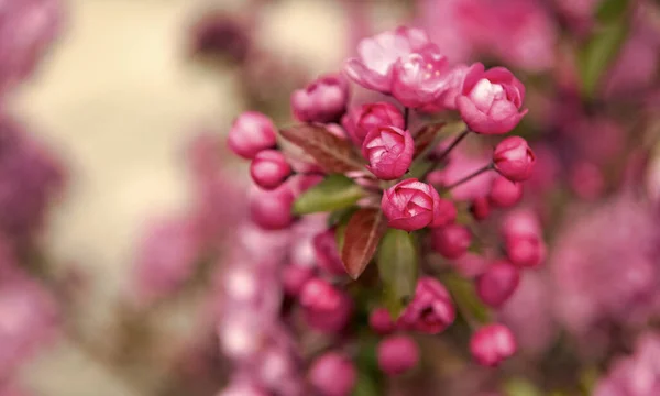 Boccioli Fiori Rosa Albero Sakura Fiore Primavera Copia Spazio — Foto Stock