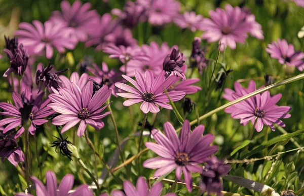 紫色的菊花 美丽的自然背景 — 图库照片