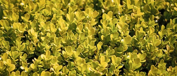 Portulacaria Afra Porkbush Succulent Plant Green Leaves — Stock Photo, Image