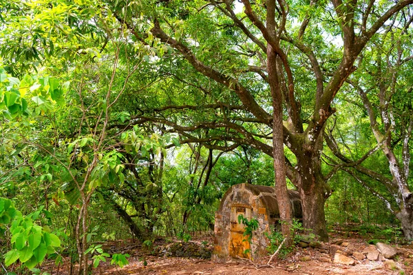Fotó Trópusi Esőerdő Növényzet Táj Elhagyott Épület Trópusi Esőerdő Növényzet — Stock Fotó