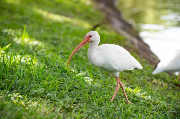 Biały Ptak Ibis Dzikiej Przyrodzie Ibis Bird Przyrodzie Zdjęcie Ibis — Zdjęcie stockowe