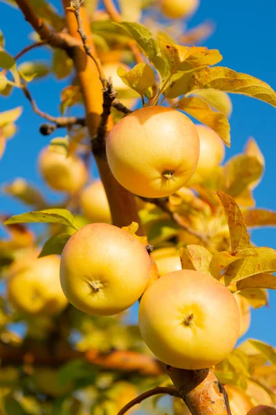 Μακροεντολή Φωτογραφία Της Κηπουρικής Μήλων Κηπευτικά Μήλων Κηπευτικά Οπωρώνες Κηπευτική — Φωτογραφία Αρχείου