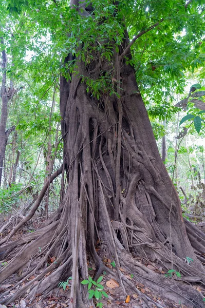 Vridna Träd Ett Tvinnat Träd Vridna Träd Skogen Tvinnad Trädstam — Stockfoto
