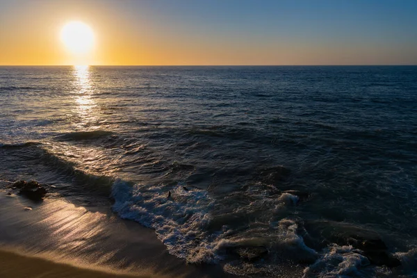 Californië Zeeleeuw Wild Dier Bij Zonsondergang Foto Van Zeeleeuw Wilde — Stockfoto