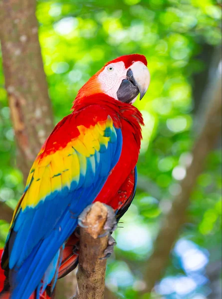 色彩艳丽的玛瑙鹦鹉 Ara Macaw鹦鹉在外面 图上是动物园里的金刚鹦鹉 Ara Macaw鹦鹉鸟 — 图库照片