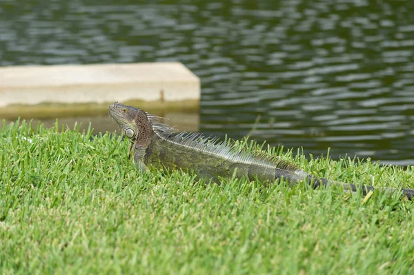 Stock image iguana lizard in wildlife. iguana lizard outdoor. photo of iguana lizard. iguana lizard reptile.