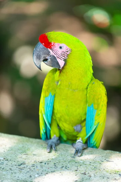 外面是明亮的玛瑙鹦鹉 图上是动物园里的金刚鹦鹉 Ara Macaw鹦鹉鸟 Ara Macaw Parrot Outdor — 图库照片