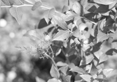 Yeşil yapraklı yabanmersini çalılığında olgunlaşan böğürtlenler doğal arka plan.