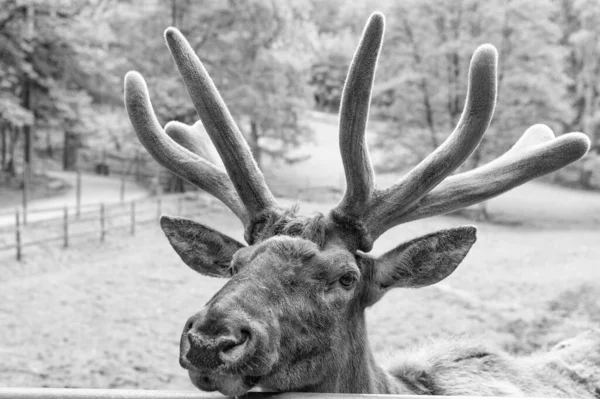 Antlered Head Reindeer Deer Natural Background — Foto de Stock