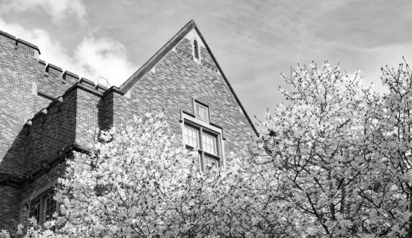 Seattle 'daki Washington Üniversitesi binası. Baharın açtığı güneşli bir gün Sakura ağacı.