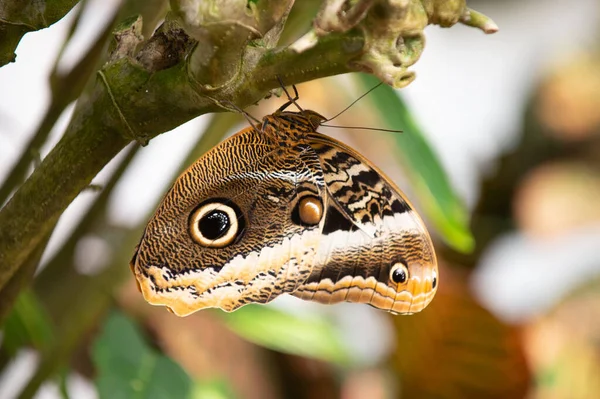 Kelebek Böceği Fotoğrafçılığı Uçan Kelebek Makro Fotoğrafçılığı Kanatlı Kelebek Fotoğrafı — Stok fotoğraf
