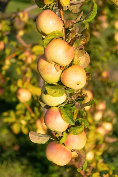 Κίτρινη Ώριμη Συγκομιδή Μήλων Υπαίθρια Φωτογραφία Της Ώριμης Συγκομιδής Μήλων — Φωτογραφία Αρχείου