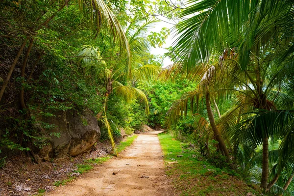 Тропічні Джунглі Природа Рослинність Доріжкою Зелений Ліс Тропічної Природи Джунглів — стокове фото