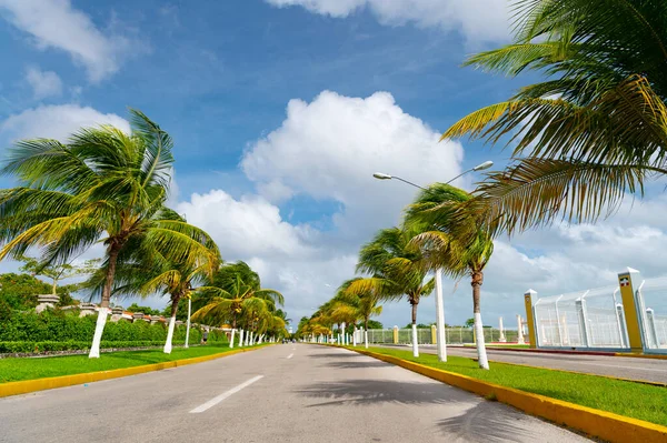 道路上有棕榈树 用棕榈树筑路 在多风的天气里 有棕榈树的路 夏天用棕榈铺路的照片 — 图库照片#