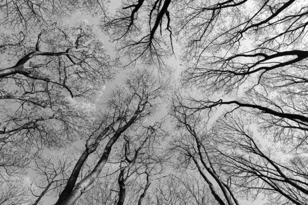 Лиственные Весенние Деревья Леса Вверх Небо Верхушки Деревьев — стоковое фото