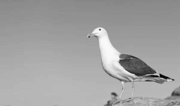 Seagull Bird White Head Dark Grey Wings Plumage Standing Rock — Stok fotoğraf