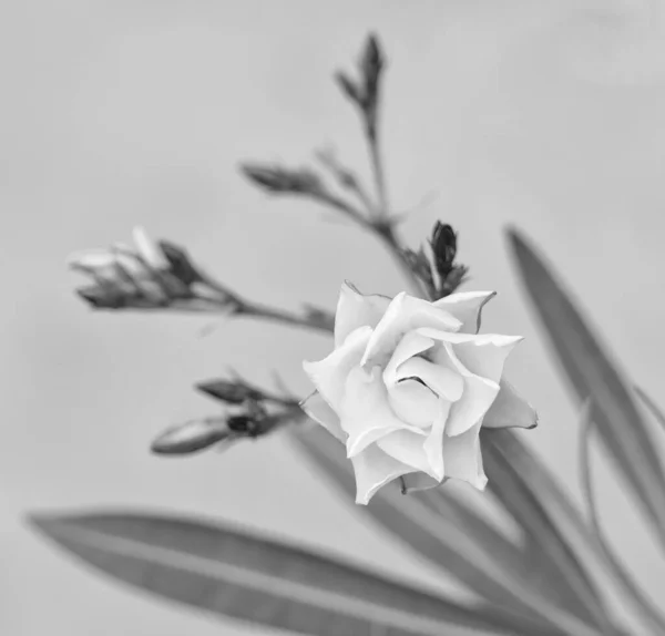 Roze Nerium Oleander Bloem Bloei Met Wazig Groene Bladeren — Stockfoto