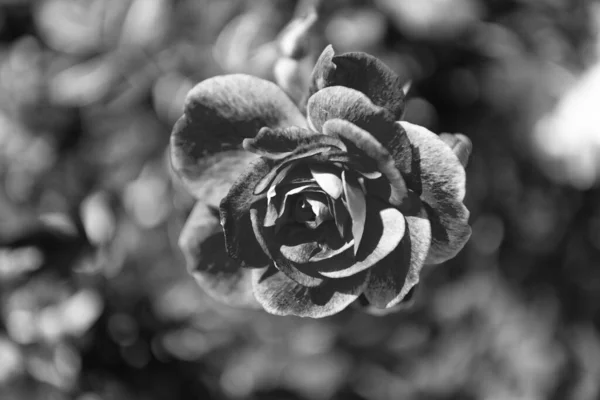 Schöne Rosenblüte Der Sommerlichen Natur — Stockfoto