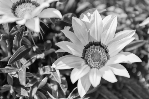 Sárga Virág Virágzó Növény Napsütéses Napon — Stock Fotó