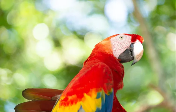可爱的阿拉鹦鹉鸟 Ara Macaw Parrot Outdor Ara Macaw鹦鹉在外面 图为动物园里的金刚鹦鹉 — 图库照片