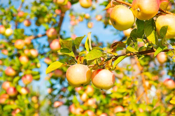 Οπωρώνας Ώριμο Μήλο Υπαίθρια Επιλεκτική Εστίαση Φωτογραφία Οπωρώνα Ώριμο Μήλο — Φωτογραφία Αρχείου