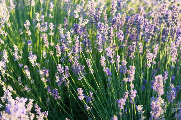 Scenic view of purple lavender flowers at sunset. endless lavender flowers. Beautiful lavender flowers on sunny day. beautiful and purple lavender field in the countryside with rows of purple flowers.