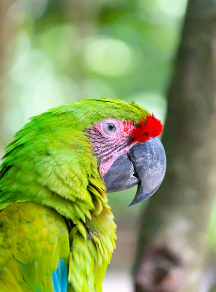Ara Macaw Papuga Głowa Outdor Ara Papuga Macaw Zewnątrz Zdjęcie — Zdjęcie stockowe