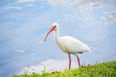 Göldeki Ibis kuşu. Vahşi hayatta Ibis kuşu. Ibis kuşu doğada. Açık havada Ibis kuşunun fotoğrafı.