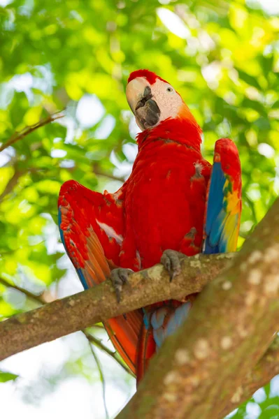 Foto Eines Papageien Mit Flügeln Zoo Ein Papageienvogel Ara Papagei — Stockfoto