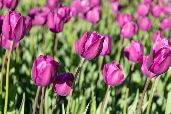 selective focus of tulip flower on flowerbed. tulip flower in summer. photo of tulip flower. tulip flower in spring.