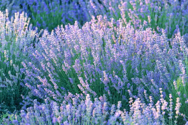 beautiful and violet lavender flowers in countryside with rows of purple flowers. Scenic view of purple lavender flowers at sunset. endless lavender field. Beautiful lavender flowers on a sunny day.