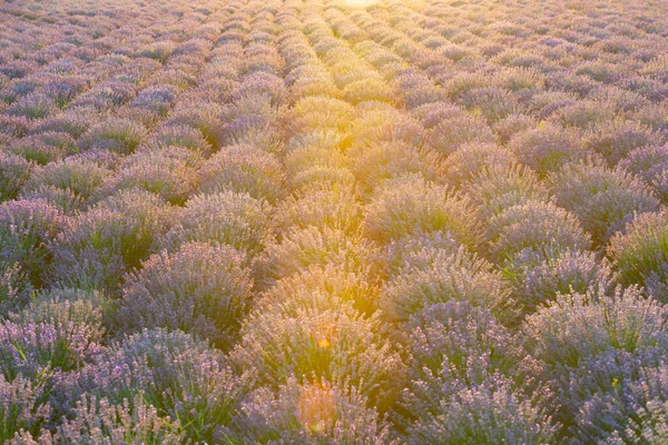 라벤더 밭에서 자줏빛 꽃들이 줄줄이 늘어서 시골의 아름답고 라벤더 밭이다 — 스톡 사진