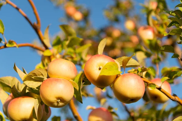 Επιλεκτική Εστίαση Της Ώριμης Συγκομιδής Μήλων Κλαδιά Δέντρων Ώριμη Συγκομιδή — Φωτογραφία Αρχείου