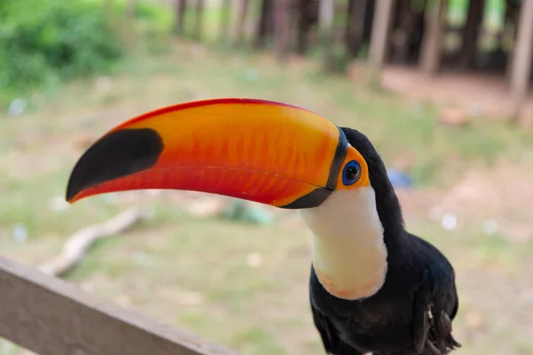 Toco Bird Dzikiej Przyrodzie Zbliżenie Ptak Toco Pomarańczowym Dziobem Zdjęcie — Zdjęcie stockowe