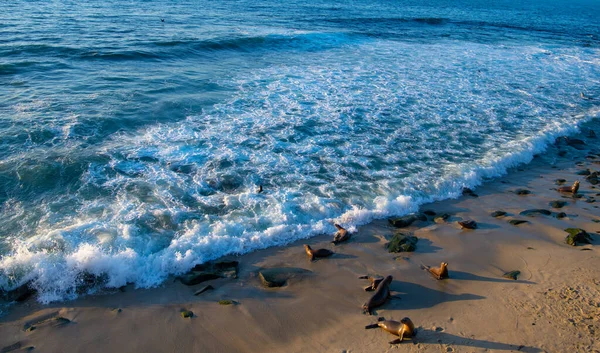 Californië Zeeleeuw Wild Dier Natuur Foto Van Zeeleeuw Wilde Dieren — Stockfoto