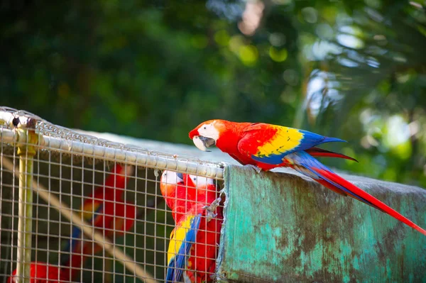 Bild Eines Ara Papageien Zoo Ein Papageienvogel Ara Papagei Outdor — Stockfoto