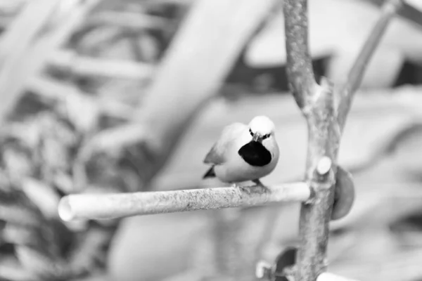 Petit Oiseau Chanteur Perché Oiseau Assis Sur Branche Sur Fond — Photo