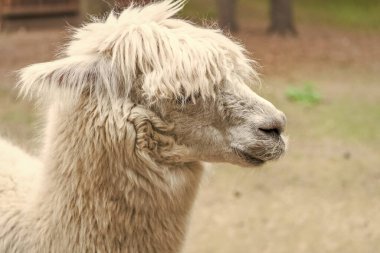 White llama muzzle natural background outdoors.