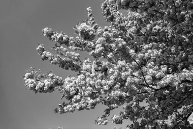 Çiçek açan bahar ağacında pembe sakura çiçeği. İlkbahar.