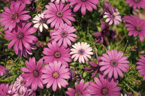 Vackra Tusensköna Blommor Vårnaturen Vilda Blommor — Stockfoto
