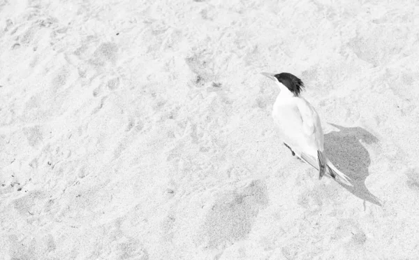 Sea Gull Bird Sand Beach Background Copy Space — Stock fotografie