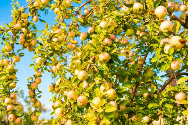 Πράσινη Συγκομιδή Οπωρώνων Μήλου Φθινόπωρο Συγκομιδή Οπωρώνων Μήλου Φωτογραφία Της — Φωτογραφία Αρχείου