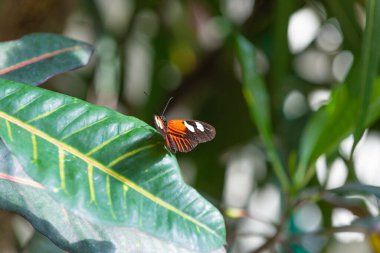 Yaprak kaplamalı kelebek böceği. Uçan kelebek makro fotoğrafçılığı. Kanatlı kelebek fotoğrafı. Doğada kelebek.