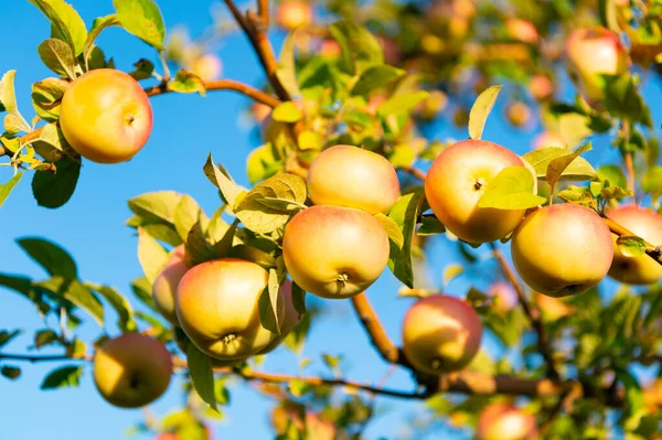 Ώριμη Συγκομιδή Μήλων Υπαίθρια Μακροεντολή Φωτογραφία Της Ώριμης Συγκομιδής Μήλων — Φωτογραφία Αρχείου