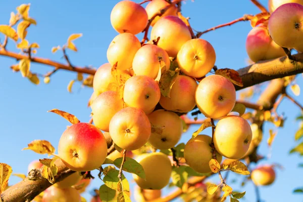 Εικόνα Της Ώριμης Συγκομιδής Μήλων Ώριμη Συγκομιδή Μήλων Ώριμη Συγκομιδή — Φωτογραφία Αρχείου