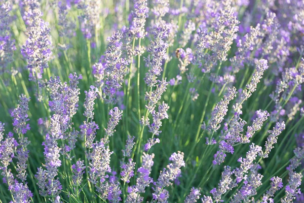 beautiful lavender flowers in the countryside with rows of purple flowers. Scenic view of purple lavender flowers at sunset. endless lavender field. Beautiful lavender flowers on a sunny day.