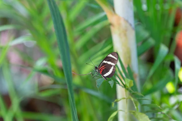 黒い翼を持つ蝶 蝶は自然の中で 蝶の虫が接近中 空飛ぶ蝶マクロ写真 — ストック写真