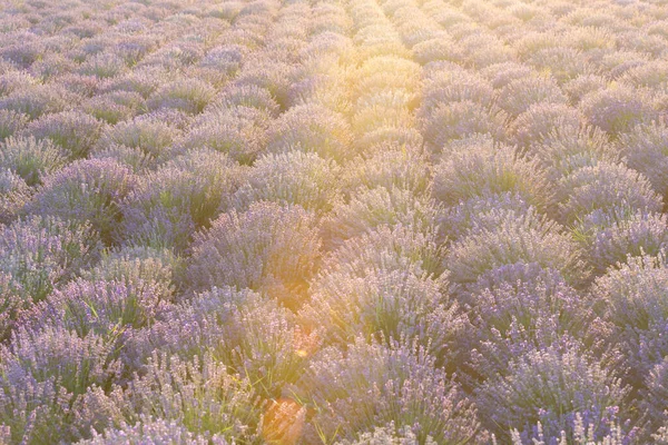 석양에 보라색 라벤더 보이네요 끝없는 라벤더 날아름다운 라벤더밭 입니다 자줏빛 — 스톡 사진