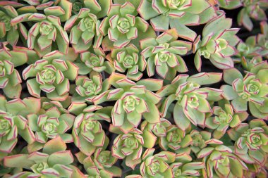 Sempervivum tectorum houseleek sulu yapraklar kaktüs arkaplanı.