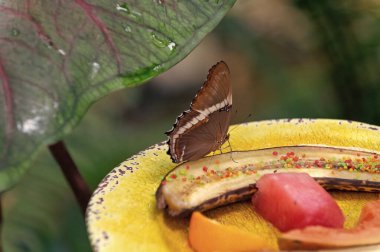 butterfly eating in nature. butterfly insect closeup. flying butterfly macro photography. photo of butterfly with wings.